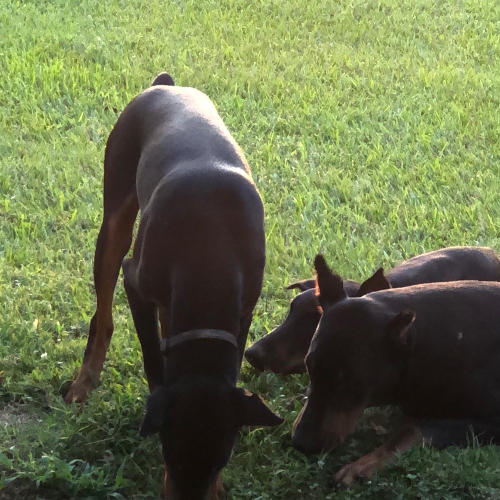 Meet your Posher, Dorothy